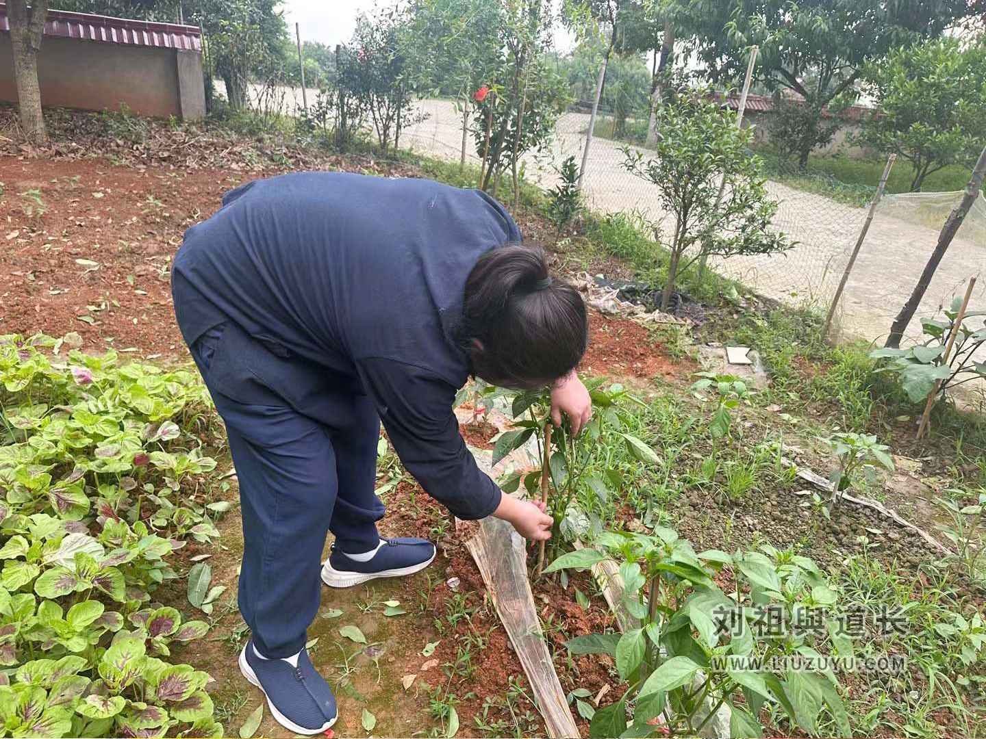 风水大家刘祖與日常